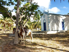 Brazil-Alagoas-The Coconut Trail Ride